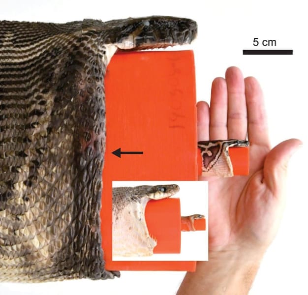 ビルマニシキヘビ（大画像）とミナミオオガシラ（白い囲み）の比較。黒矢印はビルマニシキヘビの下顎骨の先端