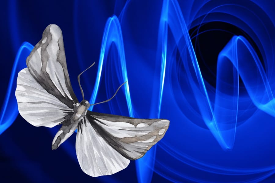 蛾の特殊な鼓膜構造を解明！　新しい指向性マイクへの応用も期待！