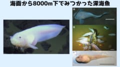 極限水圧で生きている魚（シンカイクサウオ）が発見された