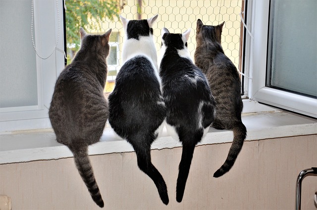 並んで外を見る4匹のネコ