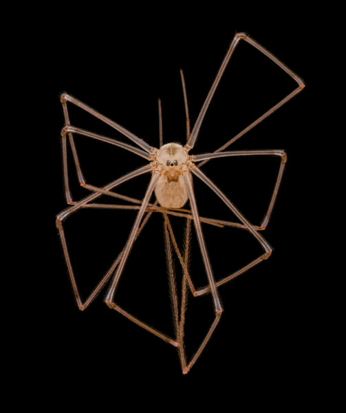 タイトル「Long-bodied cellar/daddy long-legs spider (Pholcus phalangioides)」