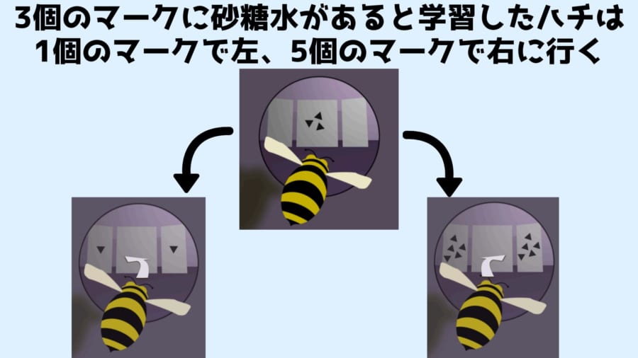 ミツバチは基準となる数（３）をもとに小さな数（１）を左、大きな数（５）を右に関連付けていた