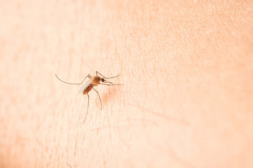 蚊は人間から発される二酸化炭素、体温、乳酸などを感知できる