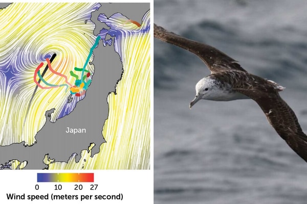 あえて危険な台風の中心を目指す海鳥「オオミズナギドリ」　彼らはなぜ”台風の目”に向かうのか？