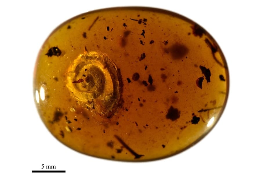 9900万年前の琥珀から「毛がフサフサ」の新種カタツムリを発見！