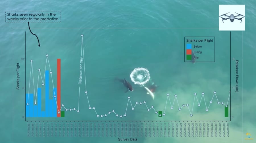 青：襲撃前、赤：襲撃のあった5月16日、その後サメの目撃件数が平均して減っている