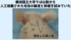 横浜国立大学では以前から毛包の元となる毛包源基（ダンベル構造）の大量生産技術を開発しており、移植にも成功していた。図はそのときの移植実験のもの。一方今回は高効率での毛包生成が実現している