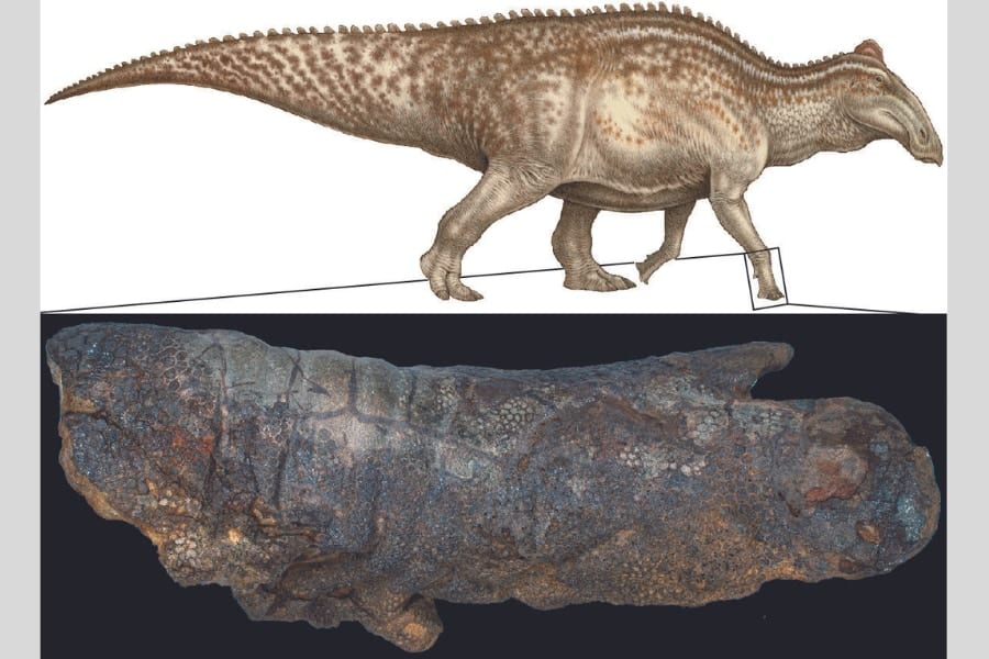 皮膚つきの化石はなぜできる？　「恐竜ミイラ化」の新たなプロセスが判明