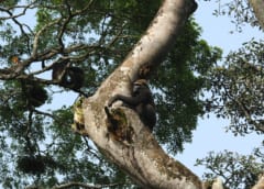 同じ木で採餌するチンパンジー（左奥）とゴリラ（右前）