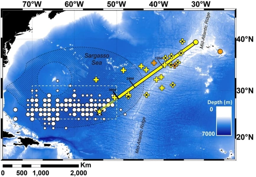 アゾレス諸島の2カ所（丸）からタグのデータ送信位置（十字）、白丸は過去100年で稚魚が捕獲されたエリア