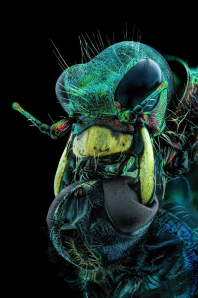 タイトル「A fly under the chin of a tiger beetle」