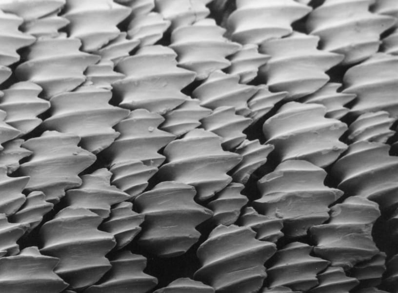 ニシレモンザメの皮を電子顕微鏡で拡大した写真