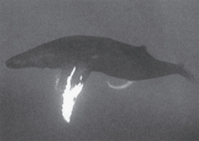 ザトウクジラのペニスが体外に出ている様子