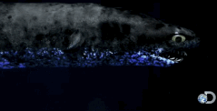 ワニグチツノザメの捕食イメージ