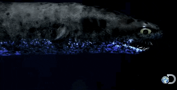 ワニグチツノザメの捕食イメージ