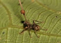 冬虫夏草の一種タイワンアリタケ（Ophiocordyceps unilateralis）、アリに寄生している