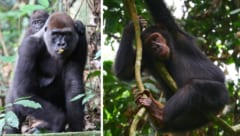 NNNPに生息するニシローランドゴリラ（左）とチンパンジー（右）