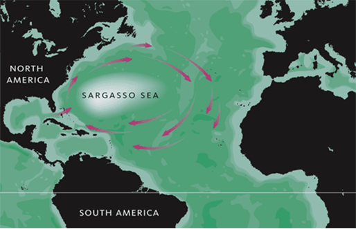 サルガッソ海（メキシコ湾流、北大西洋海流、カナリア海流、大西洋赤道海流に囲まれている）
