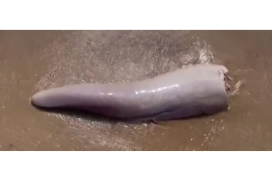 オーストラリアの砂浜に打ち上がった謎の肉塊、その正体はクジラのアレ⁈