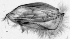 ダンゴムシのように滑らかな背中と複数の足を持ち、水の底をトコトコと歩く様子はまるで虫だが、単細胞生物である