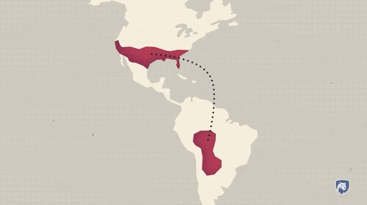 ヒアリは南米からアメリカ南東部に侵入
