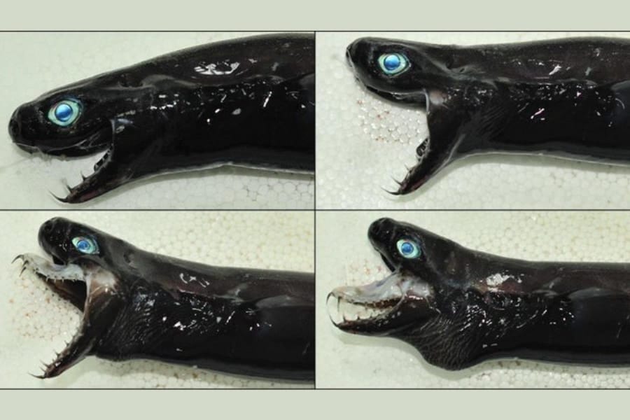 「まるでエイリアン！」アゴと歯茎が分離して突出する深海ザメがSNSで話題沸騰中！