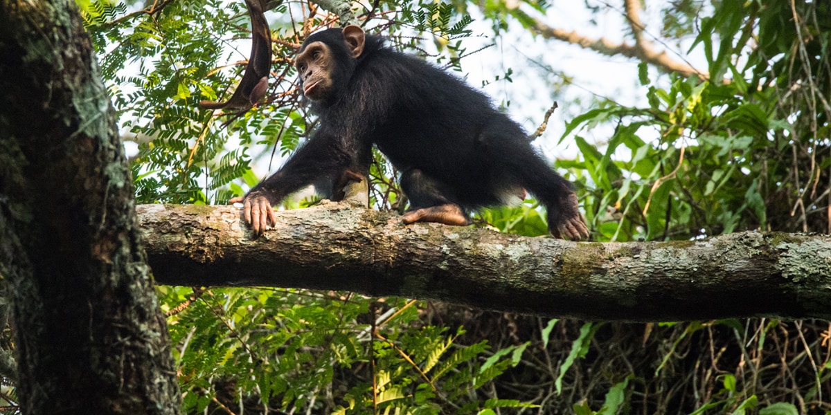 野生のチンパンジーとゴリラは「長期にわたる社会関係」を築いていた