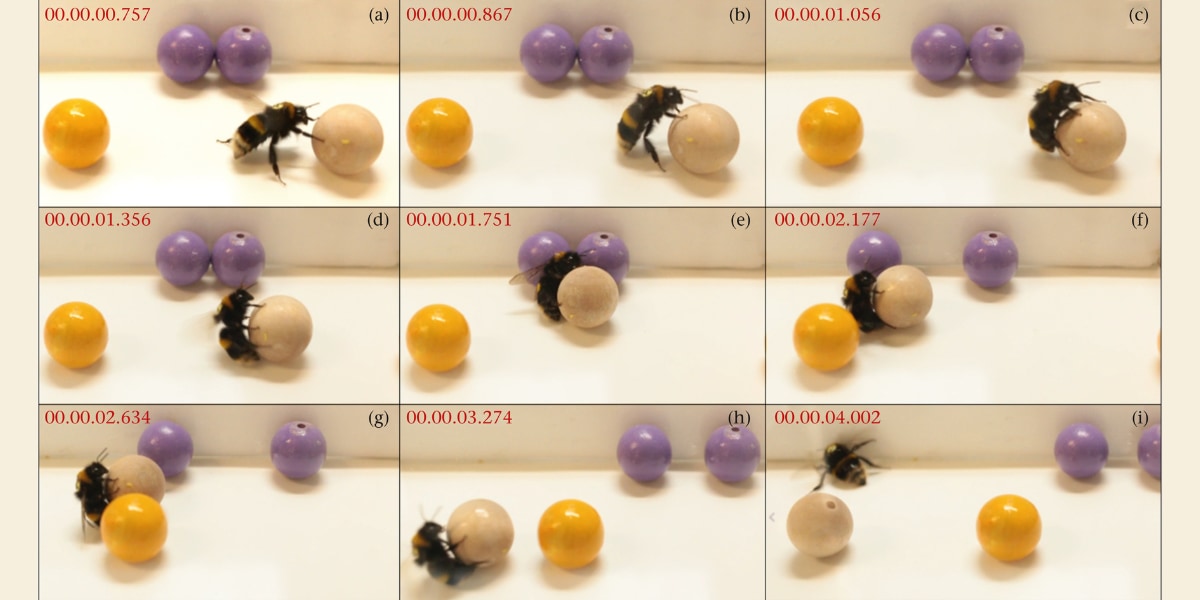 ハチが玉を転がして「遊ぶ」行動を世界で初めて記録！