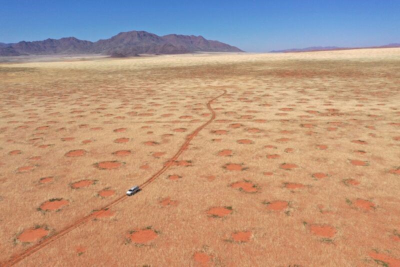 ナミブ砂漠のフェアリーサークル形成の原因が判明！　周りの草が水分を吸っていた