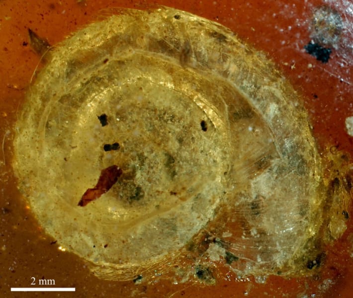 琥珀中の化石の拡大写真（少し見えづらいが、毛が生えているのが確認できる）