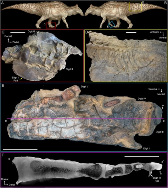 エドモントサウルス「ダコタ」のミイラ化した皮膚標本