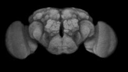 ショウジョウバエの脳の３次元画像。昆虫の脳も右脳と左脳で機能が異なる