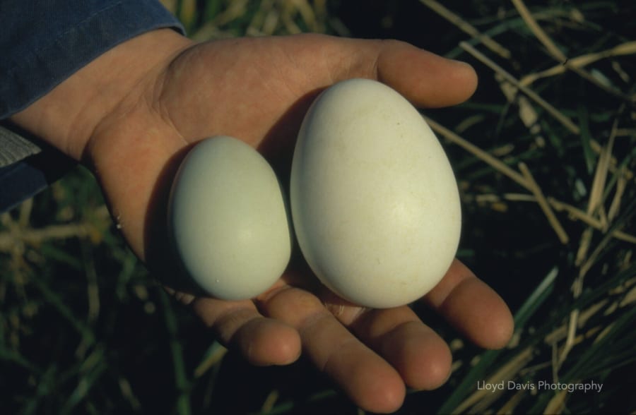 左：1個目の卵、右：2個目の卵