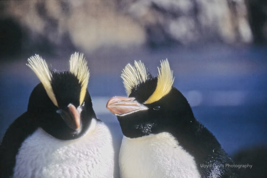 目の上での黄色いトサカが特徴的な「シュレーターペンギン」