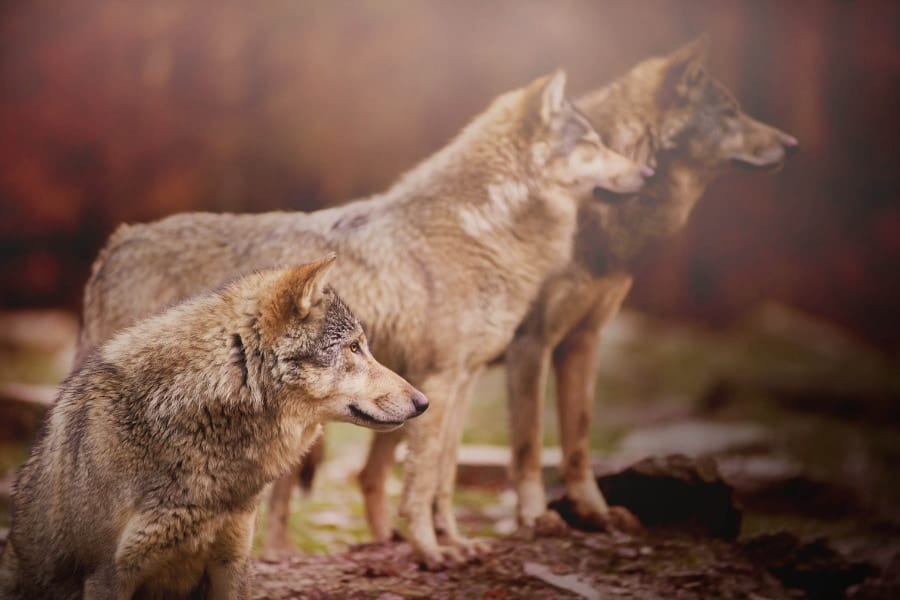 トキソプラズマの感染はオオカミにどんな作用を及ぼすか？