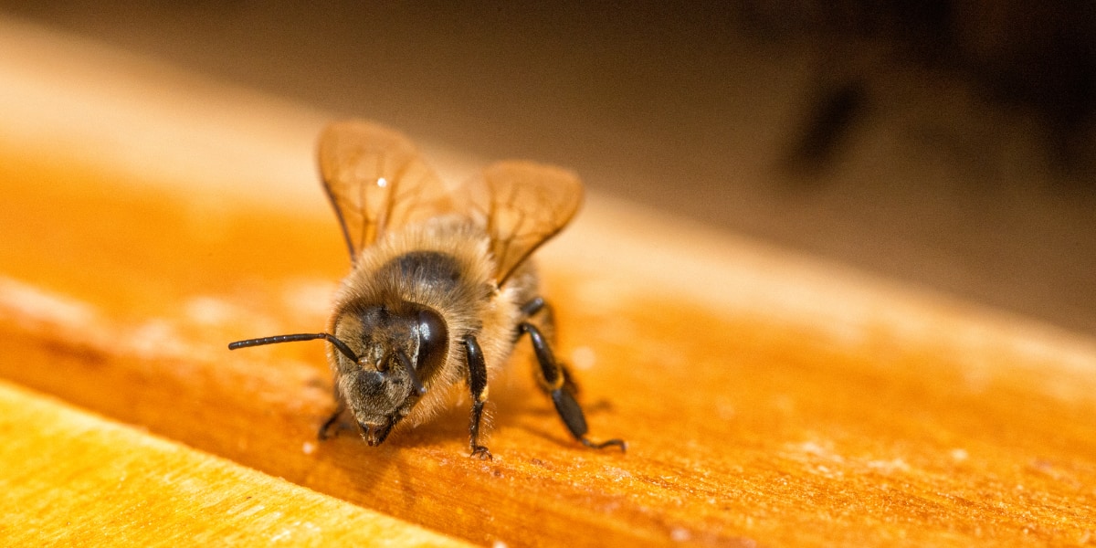 ミツバチの寿命が50年前に比べて半減していた！