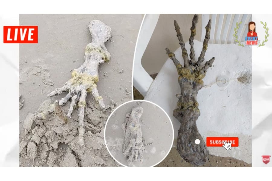 ブラジルの海岸で「悪魔の手」のような骨を発見！持ち主はあの生物？