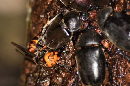 カブトムシの脚に噛みつくオオスズメバチ