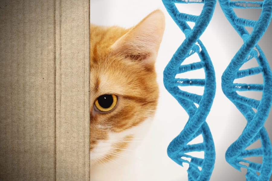 新しい科学捜査！「猫の毛」には現場にいた人間のDNAが残ると判明！