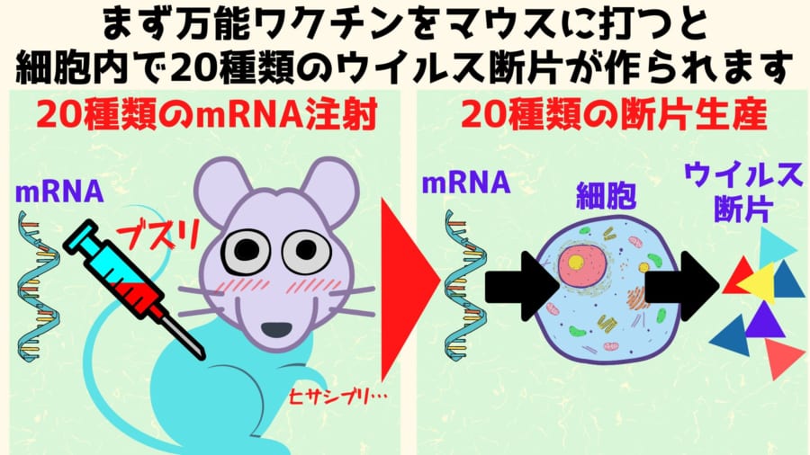 20種類のインフルエンザウイルスの遺伝子を組み込んだmRNAワクチンをマウスに打ち込みます