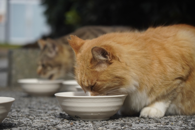 エサを食べる地域猫