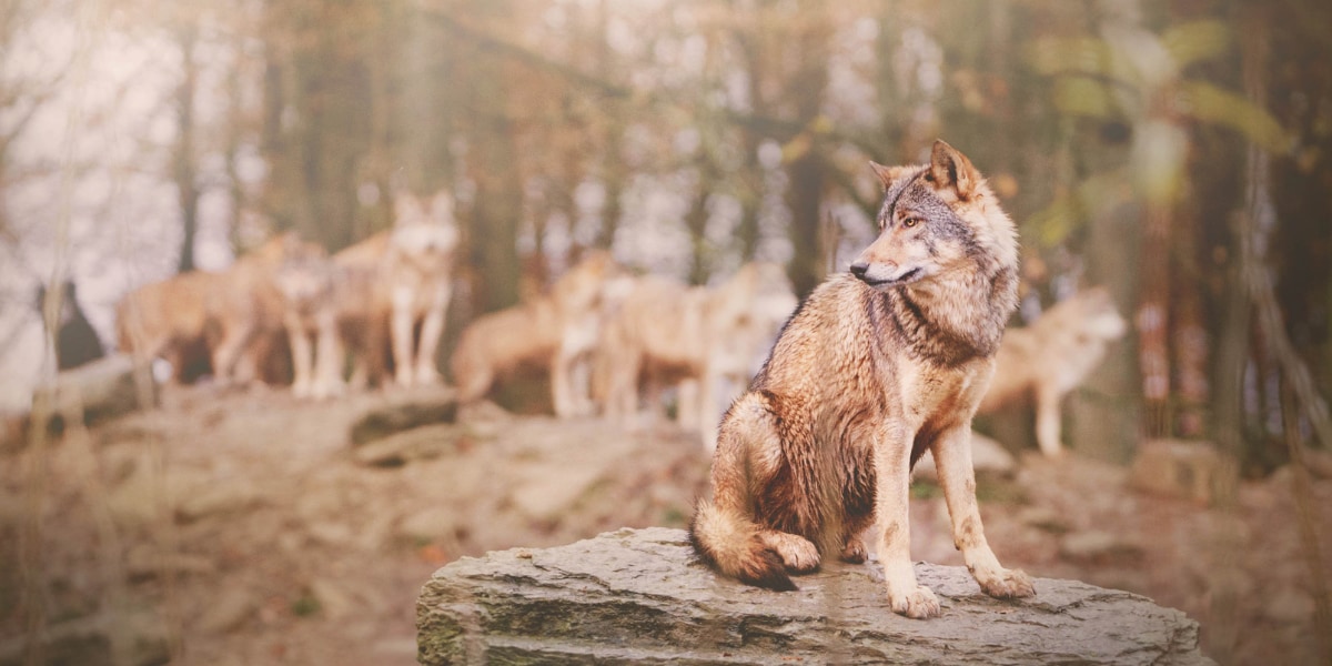 トキソプラズマに感染したオオカミは「リーダー」になる確率が46倍に！