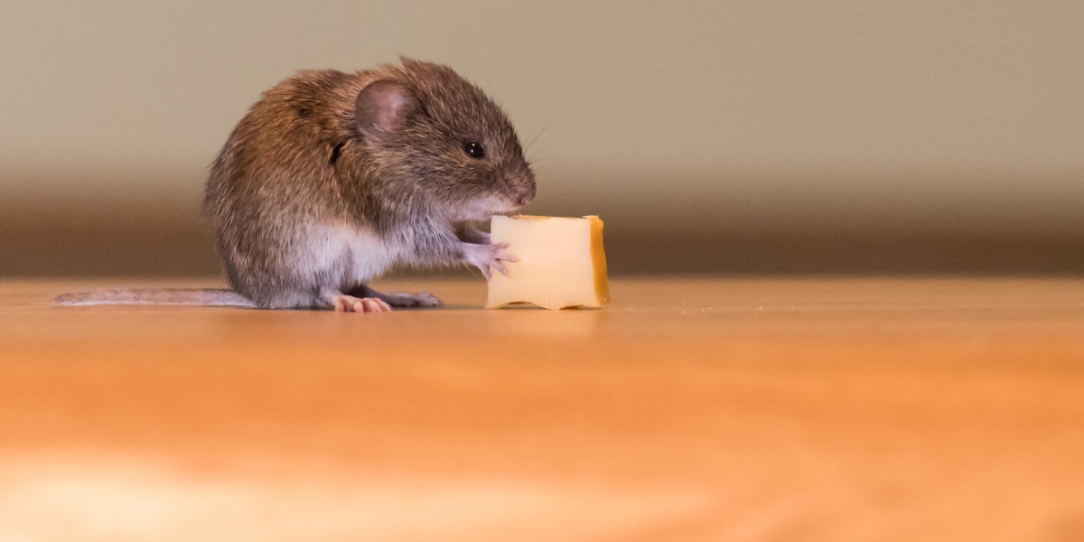 加工食を与えられたマウスはインフル感染で死滅した