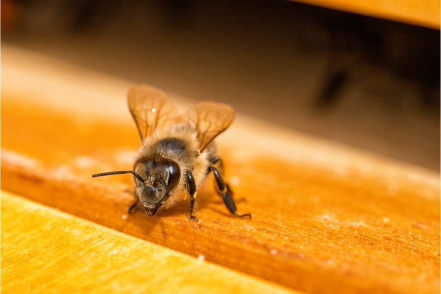 50年前に比べて「ミツバチの寿命」が50%も短くなっていた！
