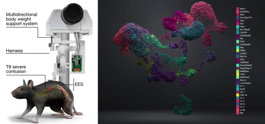 マウス脊髄におけるニューロンのモデル化と解析