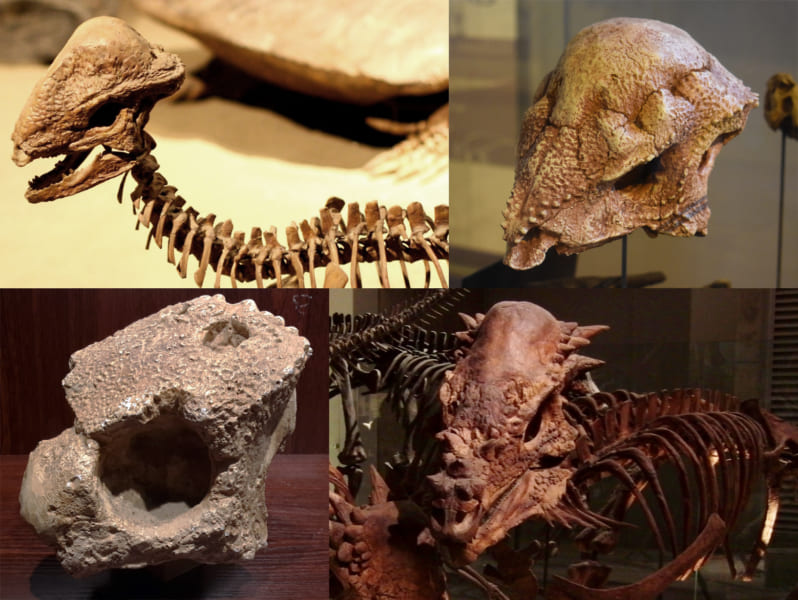 こんな化石が見つかるなら、頭突き説が浮上するのも必然か