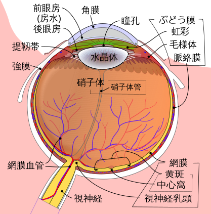 角膜は黒目の部分を覆う透明な組織