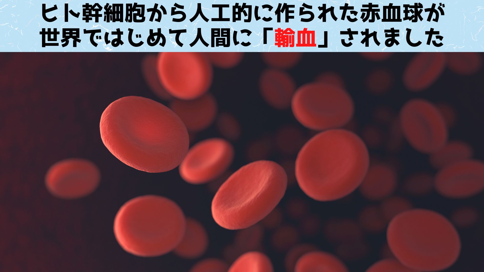 世界初！幹細胞から作られた赤血球のヒトへの輸血試験が開始