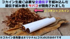 タバコにコカイン生産に必要な全遺伝子を組み込むことに成功！