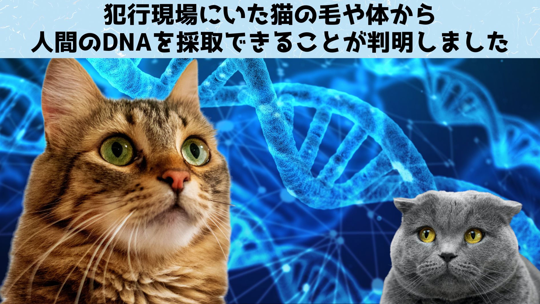 犯行現場の「猫の毛」から人間のDNAを採取できると判明！